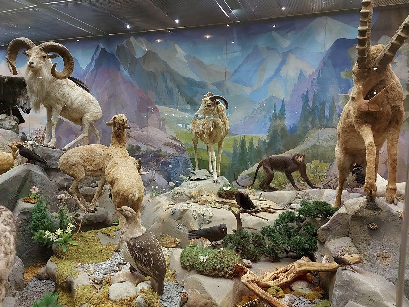 Дарвиновский музей