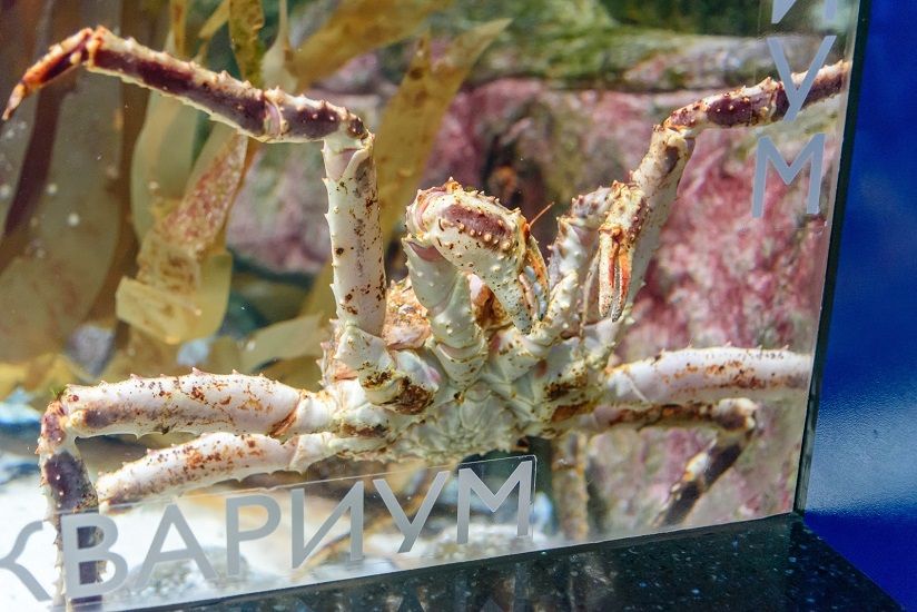 Океанариум «Москвариум»