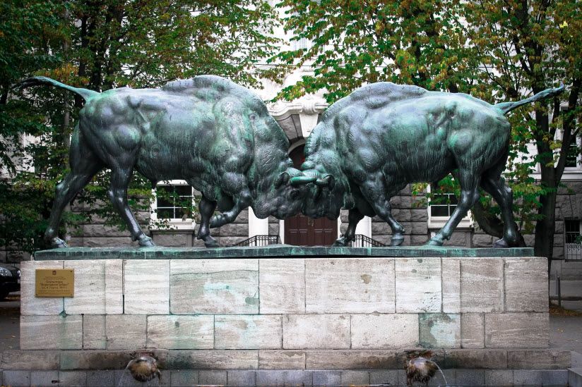 Борющиеся зубры