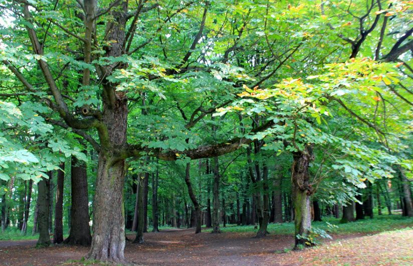 Лесопарк имени Теодора Кроне