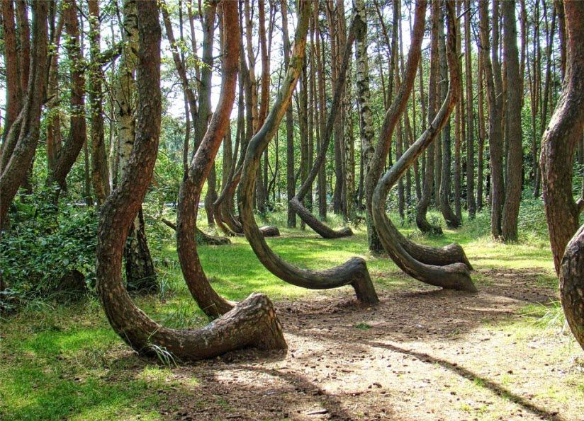 Танцующий лес