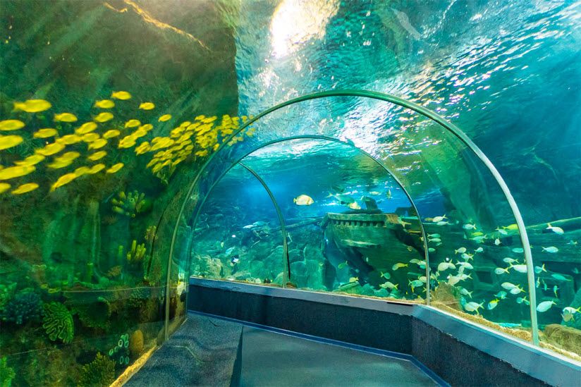 Sochi Discovery World Aquarium