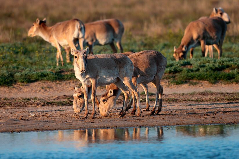 Заказник «Степной»