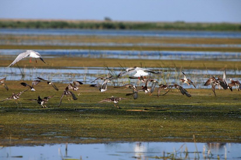 Ильменно-Бугровой заказник