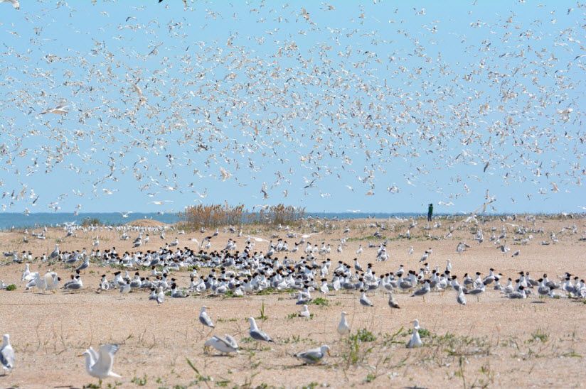 Остров Малый Жемчужный