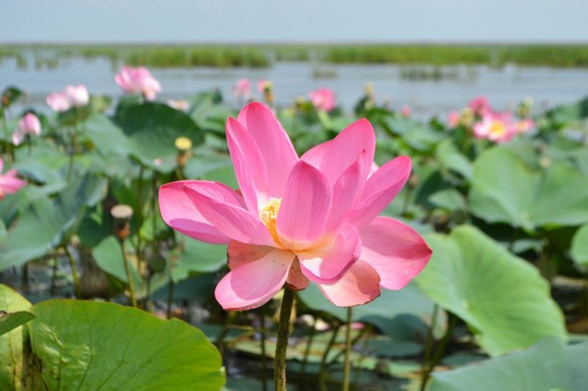 Лотосовые поля