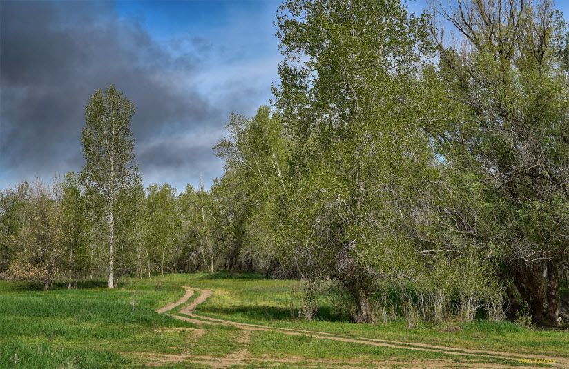 Орловский лес