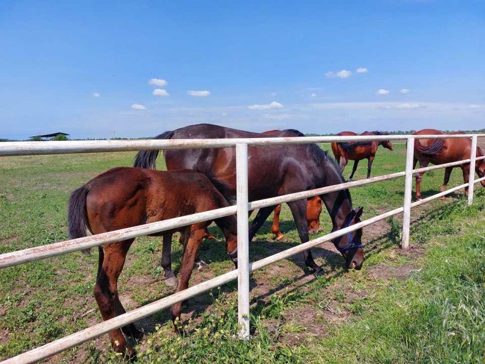 Конезавод «Восход»