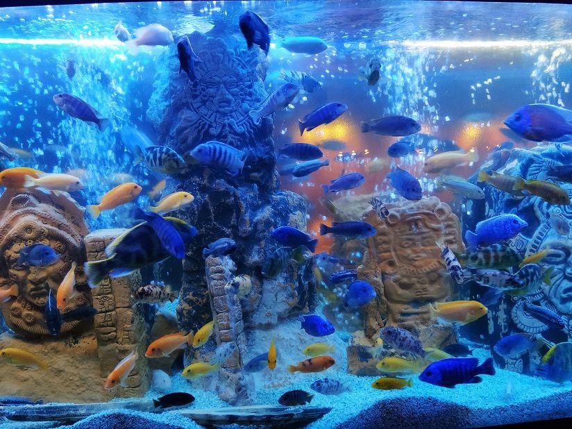 Океанариум «Акулий риф»