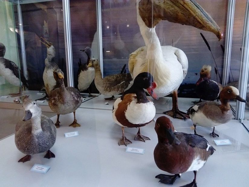 Краеведческий музей