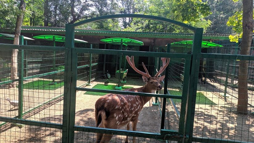 Страусиное ранчо