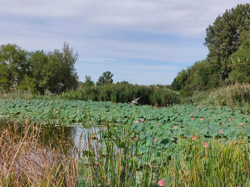 Памятник природы «Уваринский»