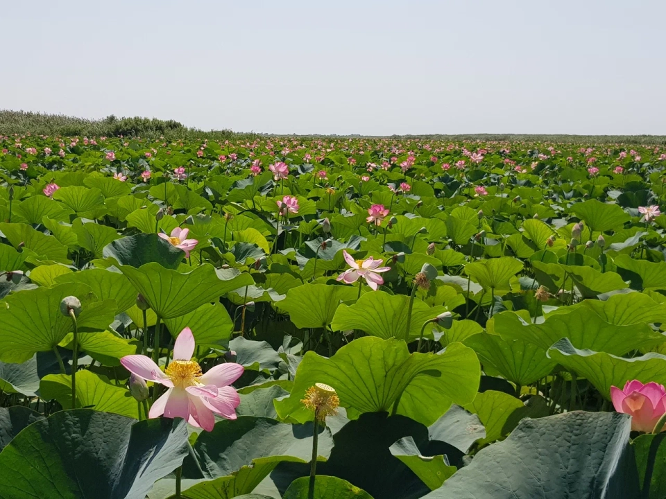 Лотосовые поля