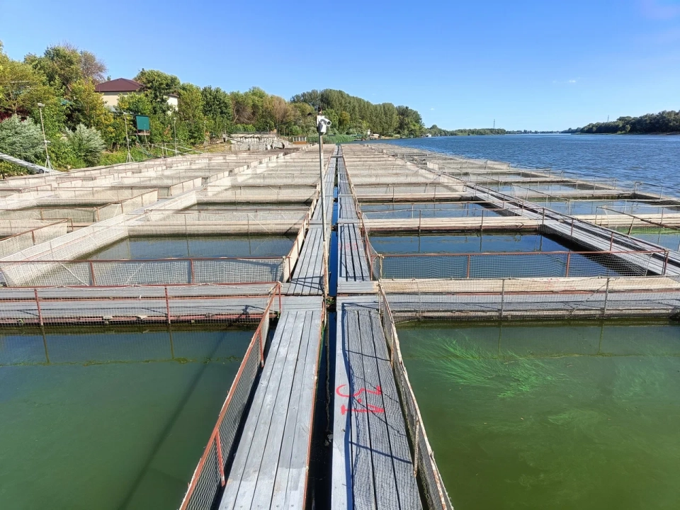 «Астраханская фишка»