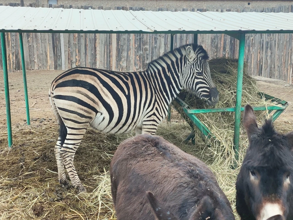 Зоопарк «Баба Фрося»