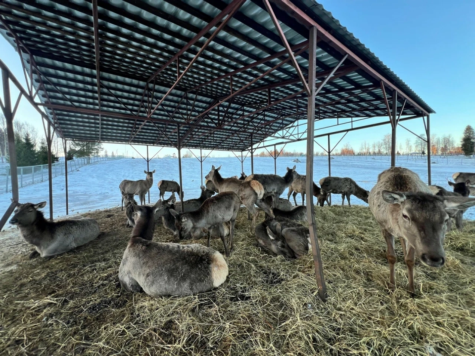 Карельский зоопарк