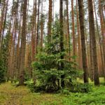 ТОП-25 достопримечательностей Конаково: Список интересных мест