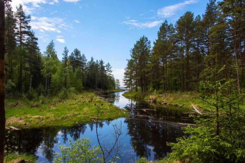 Нижне-Свирский государственный природный заповедник