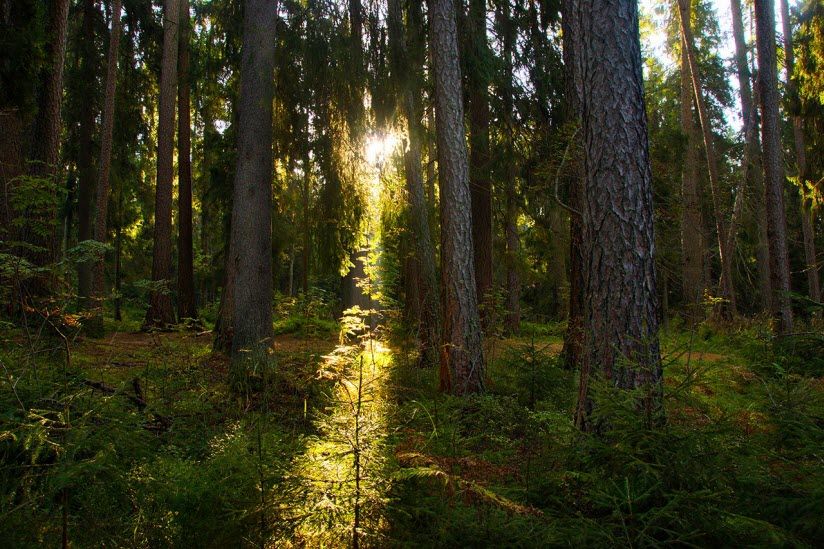 Линдуловская роща