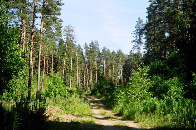 Маловишерский лес
