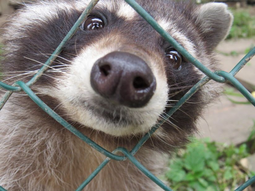 Парк живой природы Zoobatetskii