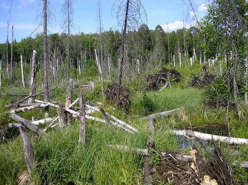 Чертово болото