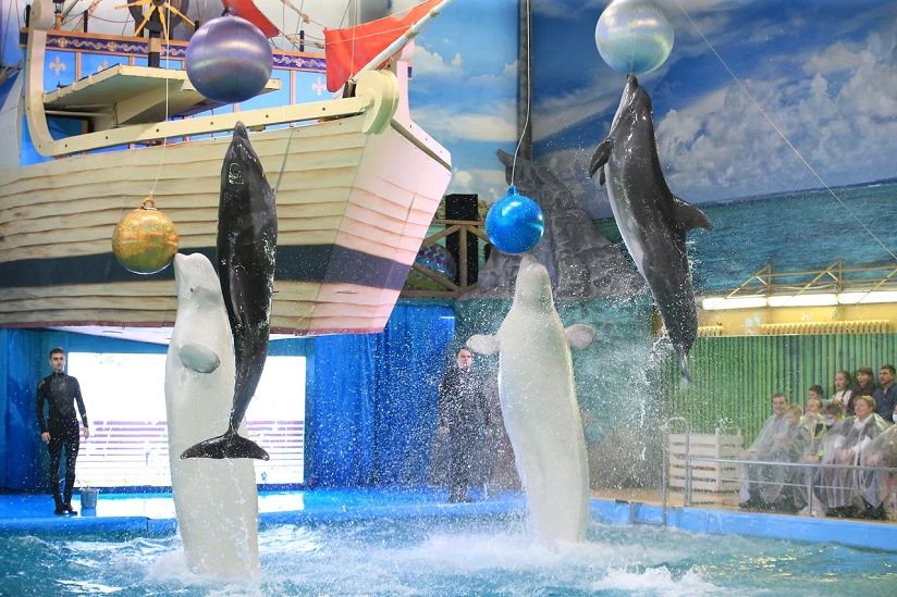 Дельфинарий