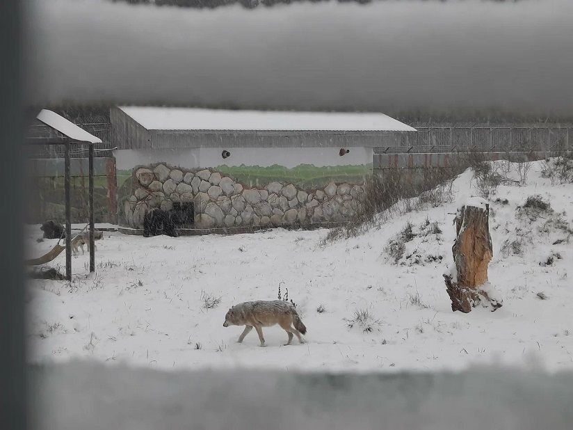 Ярославский зоопарк