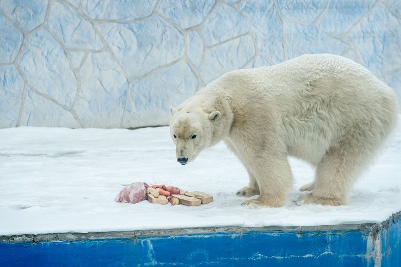 Ростовский зоопарк