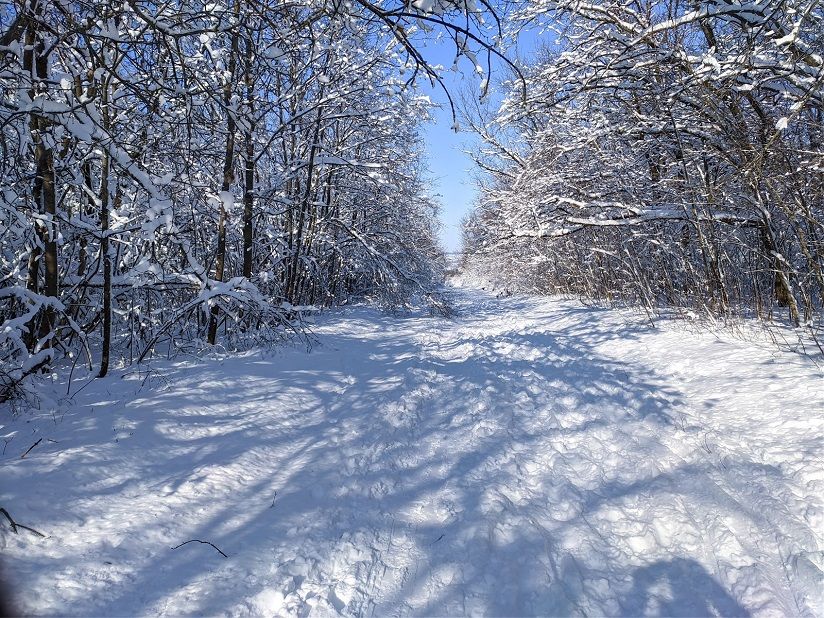 Щепкинский лес