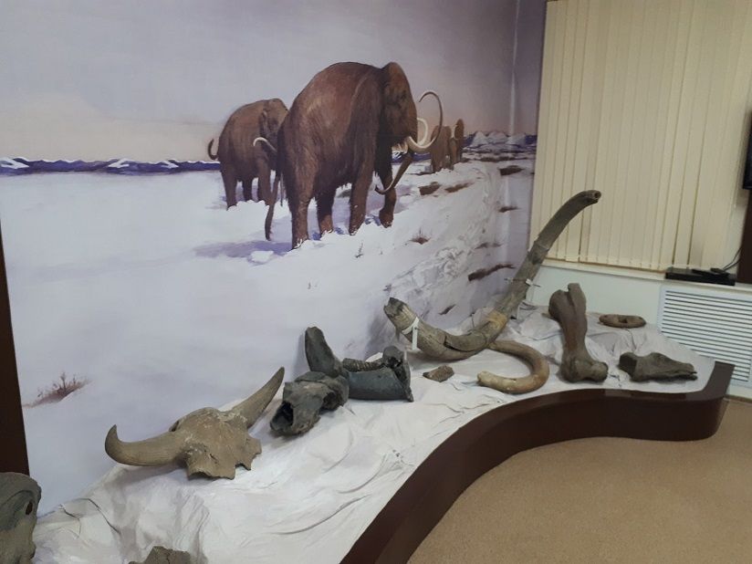 Музей природы