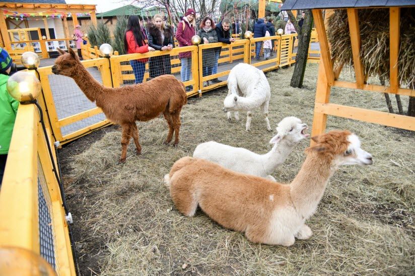 «Альпака-парк»