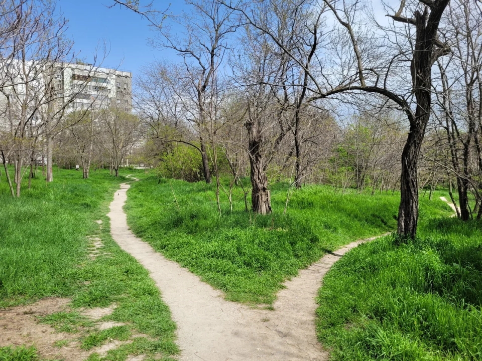 Пионерская роща