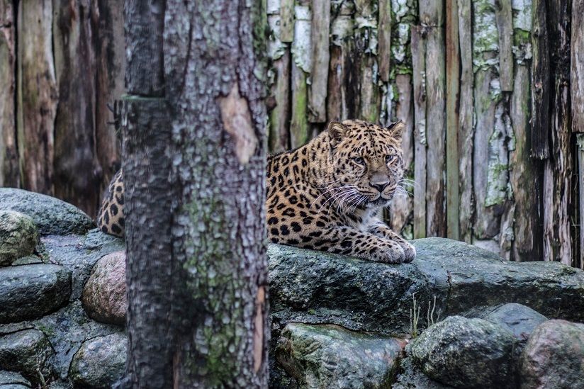 Калининградский зоопарк