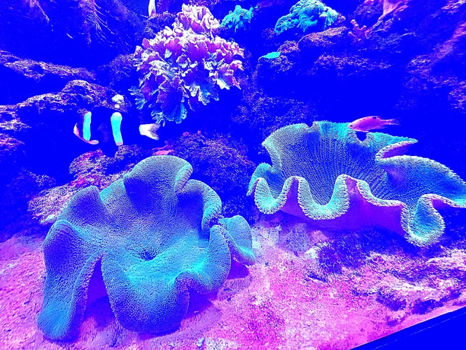 Океанариум