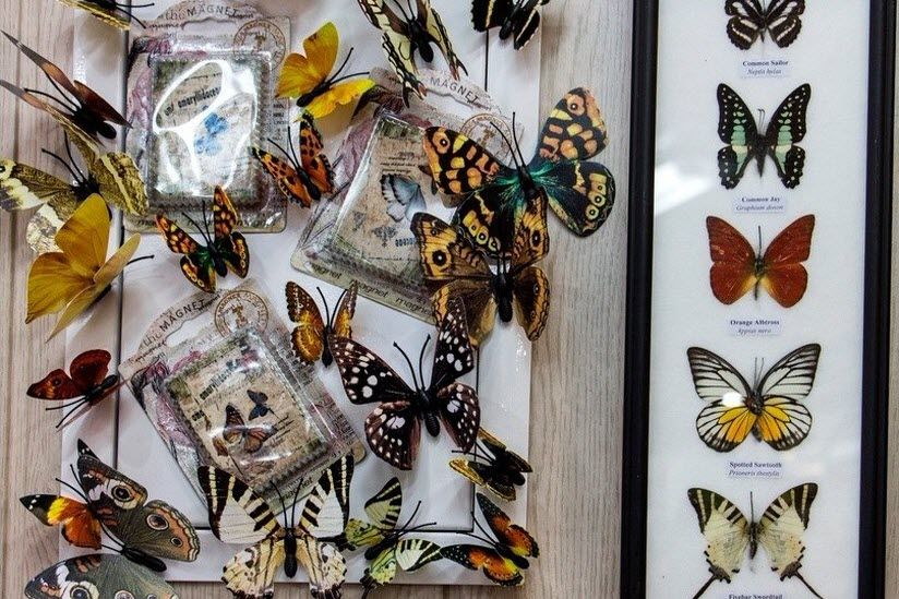 Бабочки и стрекозы