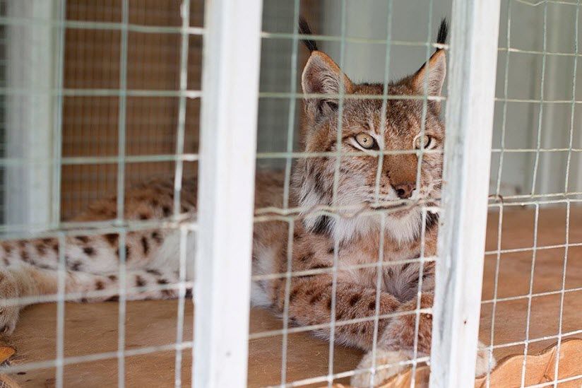 Зоопарк «Белый кенгуру»