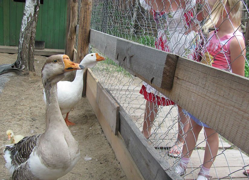 Мини-зоопарк в развлекательном комплексе «В некотором царстве»