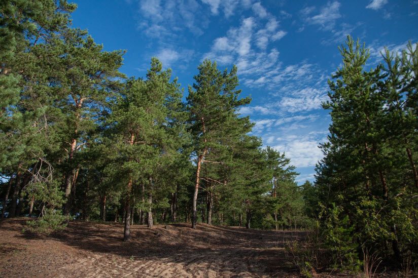 Фефелов бор