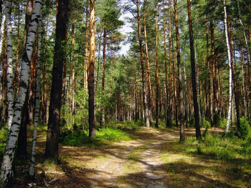 Солотчинский парк