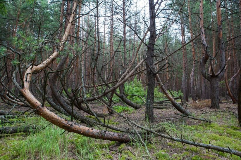 Танцующий лес в Тырново