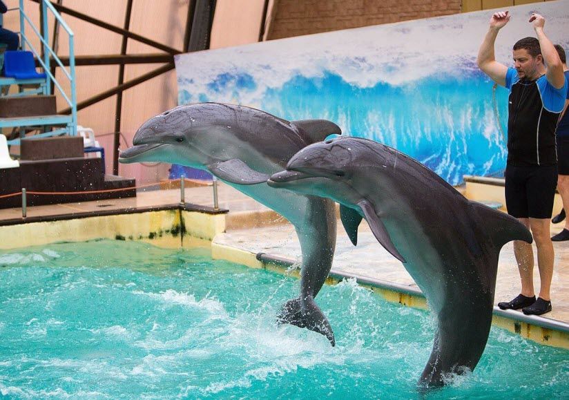 Ростовский дельфинарий