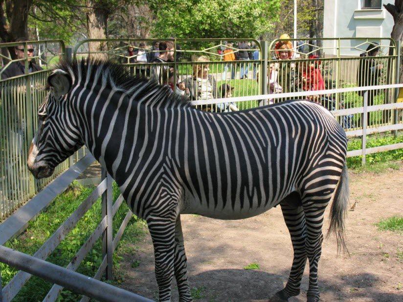 Ростовский зоопарк