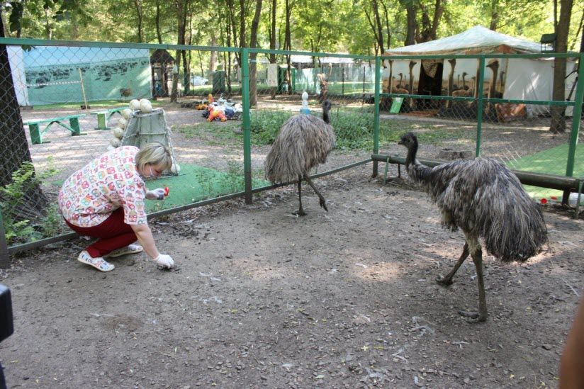 «Страусиное подворье»