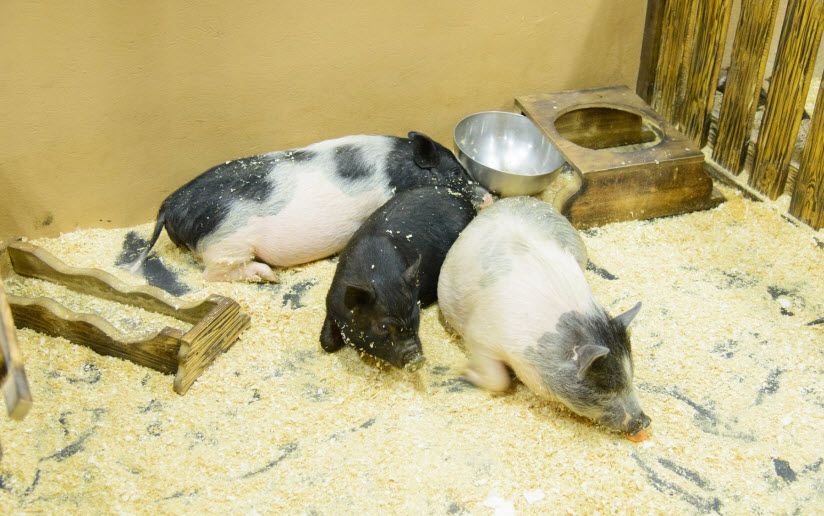 Трогательный зоопарк на Театральной площади