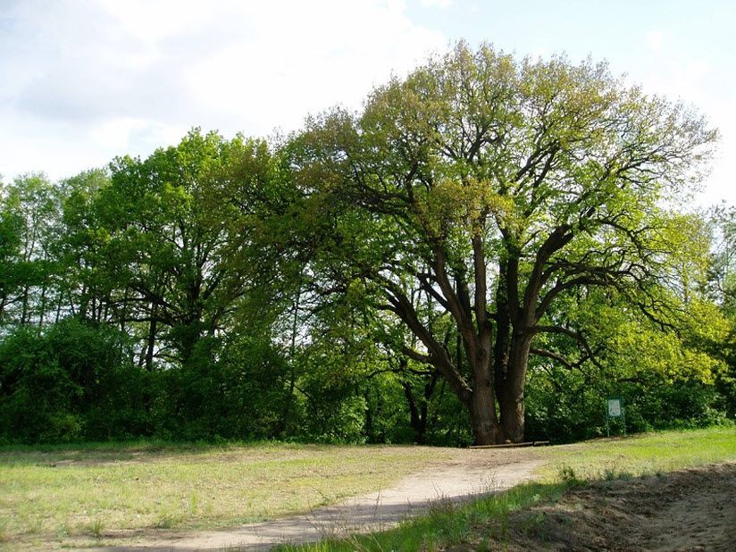 Вешенский дуб