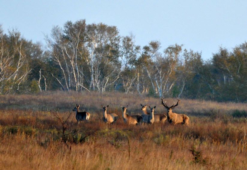 Цимлянский заказник