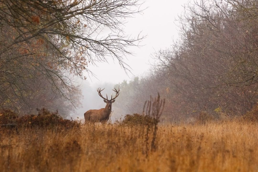 Александровский лес