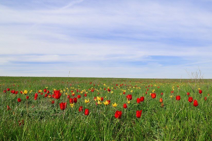 Полуостров тюльпанов