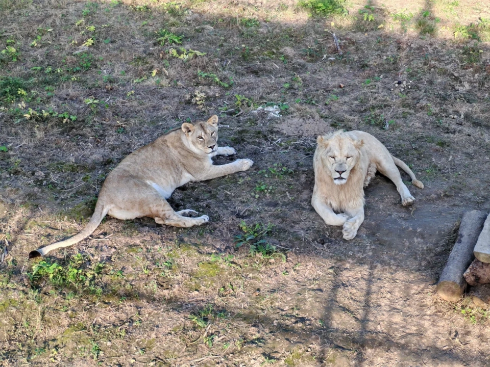 Парк львов «Земля Прайда»